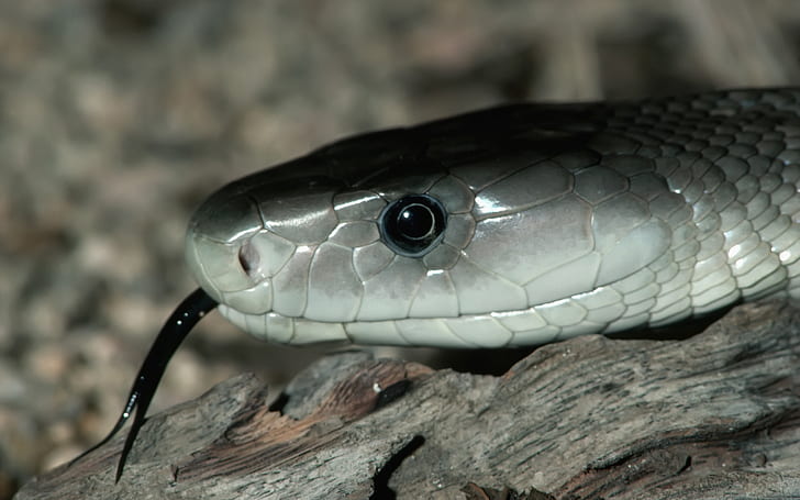 Silver Snake, white and gray snake, snake, HD wallpaper