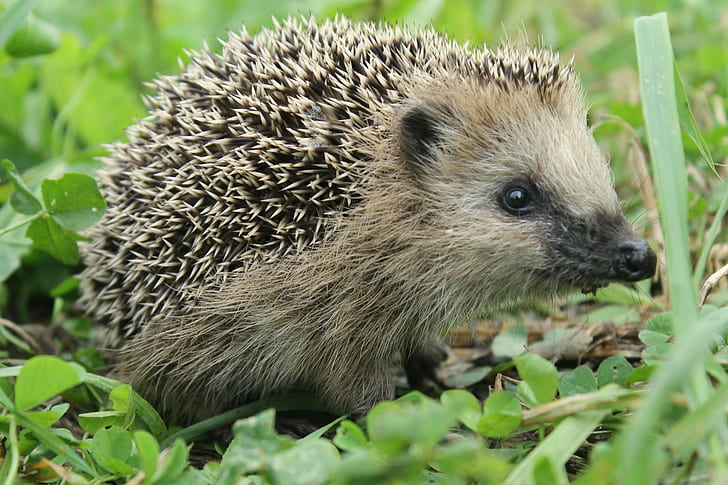 Hedgehog Animal HD, riccio fiocco di neve cannella, prato, erba, natura, selvaggio, aghi, spine, riccio, Sfondo HD