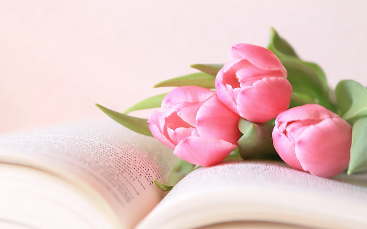 tres flores de tulipanes rosas, flores, tulipanes, libro, Fondo de pantalla HD