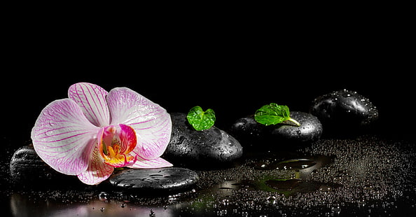 różowo-biała orchidea ćma, kwiat, woda, orchidea, liście, kamienie Spa, Tapety HD HD wallpaper
