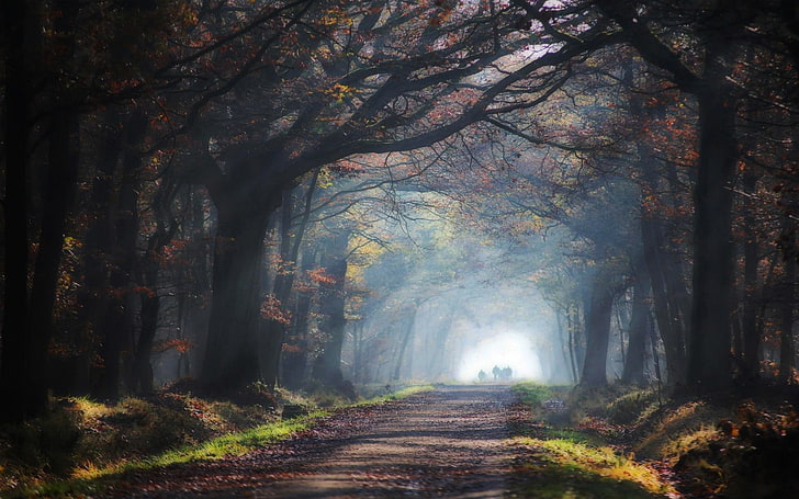 forest pathway, nature, landscape, road, leaves, sun rays, mist, trees, grass, tunnel, HD wallpaper