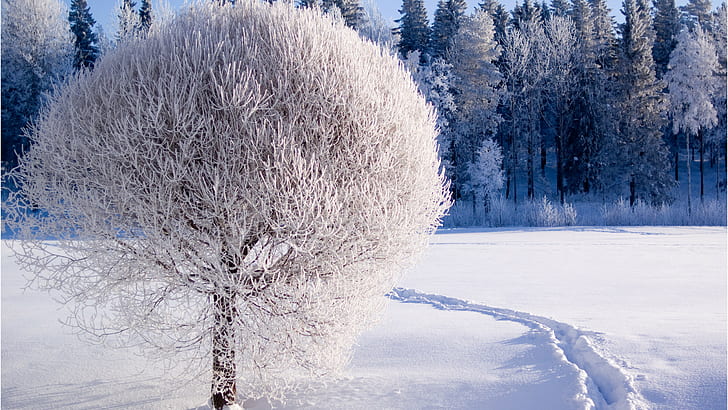 nature, 2560x1440, tree, snow, Winter, hd, 4KJ WALLPAPERS, HD wallpaper