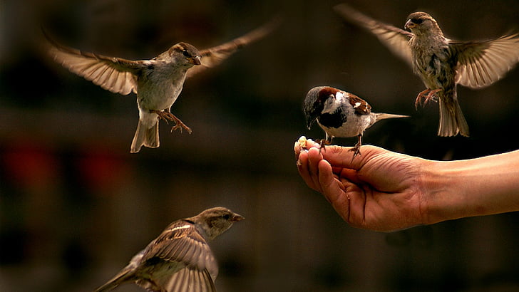 Birds, Sparrow, Animal, Bird, Eating, HD wallpaper