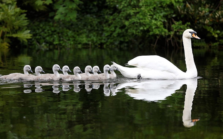 Fåglar, Baby Animal, Bird, Chick, Mute Swan, Reflection, Swan, Water, HD tapet