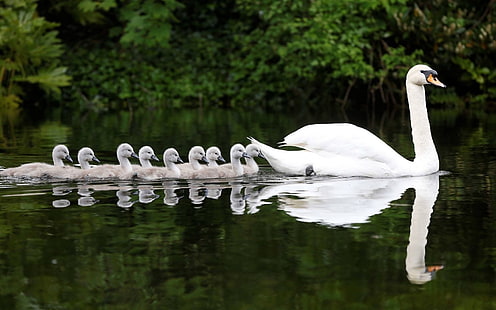 Birds, Baby Animal, Bird, Chick, Mute Swan, Reflection, Swan, Water, HD wallpaper HD wallpaper