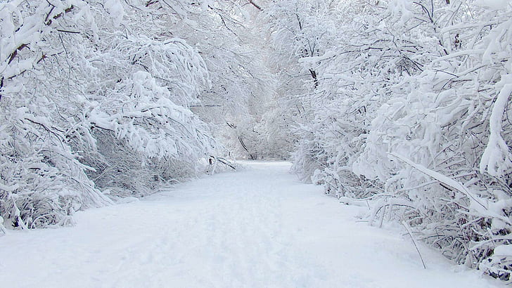 Perfect Snow, path, nature, bright, white, cold, trees, forest, frozen, road, flakes, daylight, snow, winter, HD wallpaper