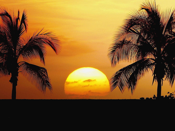 two coconut palm trees, sunset, palm trees, tropical, silhouette, sky, horizon, HD wallpaper