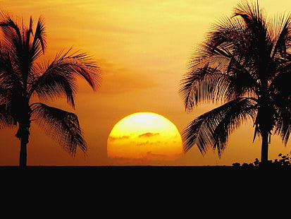 två kokospalmer, solnedgång, palmer, tropisk, silhuett, himmel, horisont, HD tapet HD wallpaper