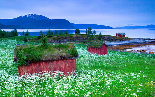 landscape, nordic landscapes, cabin, mountains, flowers, HD wallpaper HD wallpaper