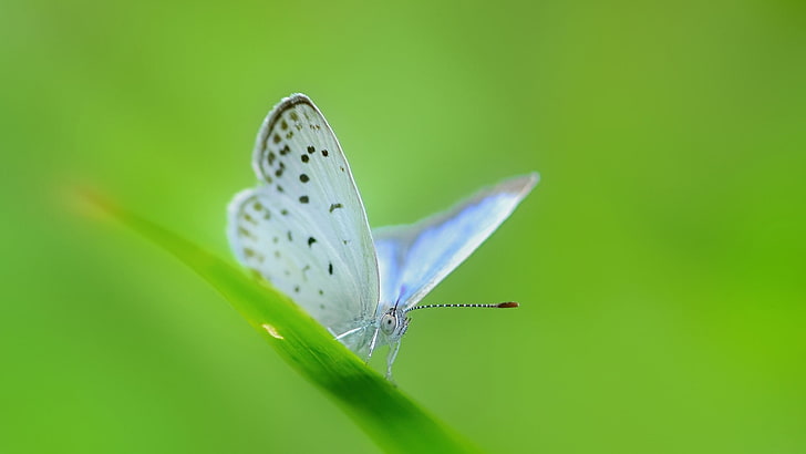 бял и зелен отпечатък на птица, пеперуда, HD тапет