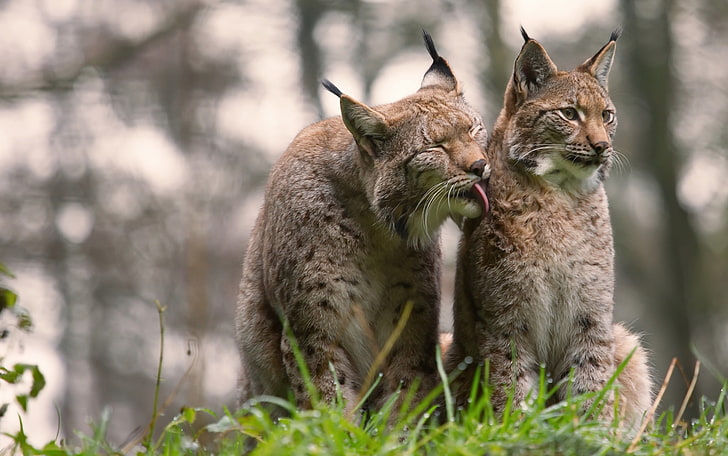 two Lynx, big cats, animals, nature, lynx, HD wallpaper