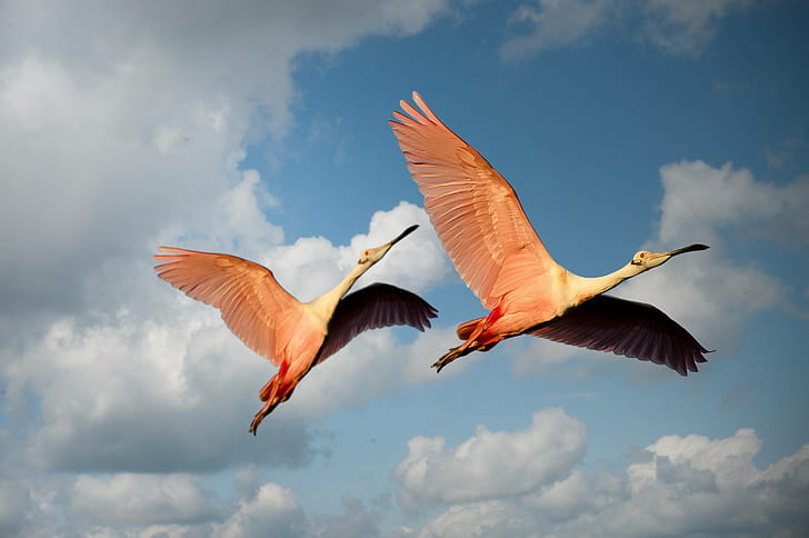 animals, birds, flamingos, pink, wings, flying, couple, HD wallpaper