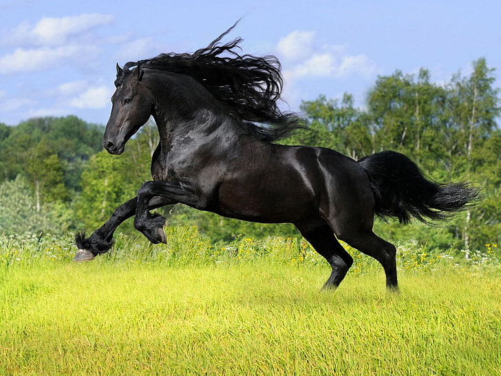 черный конь, лето, трава, деревья, конь, поляна, грива, хвост, фриз, для доллара, фризская порода, HD обои