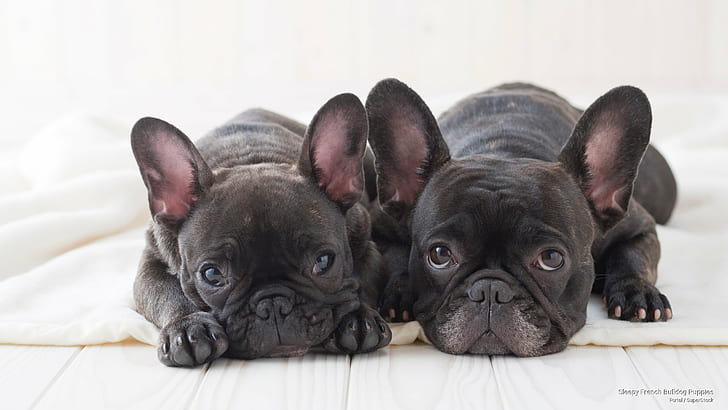 Uykulu Fransız Bulldog yavruları, köpekler, HD masaüstü duvar kağıdı