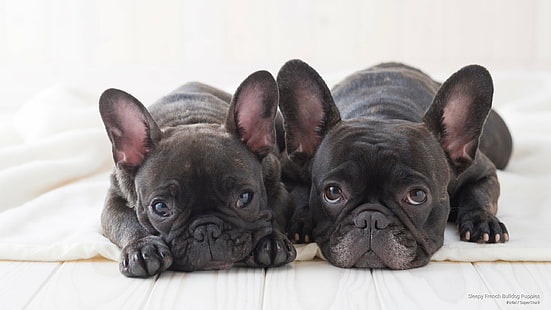 Cuccioli, cani Bulldog francese assonnato, Sfondo HD HD wallpaper