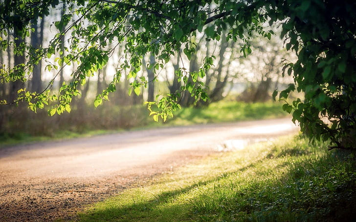 brown pathway, forest, nature, road, branch, sunlight, depth of field, trees, grass, HD wallpaper