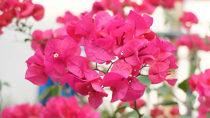 Bougainvillea, rosa Blüten, bunte Blätter, Blätter, Pflanze, Flora, Blütenblatt, Magenta, Blüte, HD-Hintergrundbild