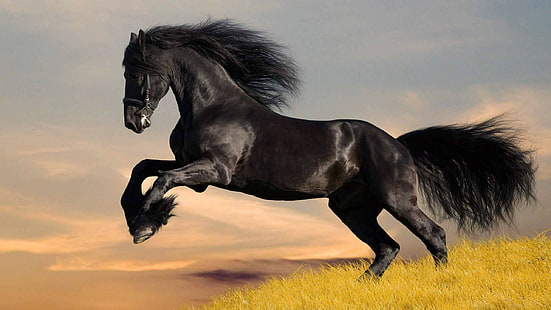 животни, 2560x1440, кон, черно, 4K, HD тапет HD wallpaper