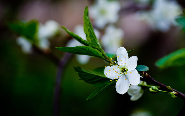 Fiori bianchi di ciliegio, fiori primaverili, foglie verdi, bianco, ciliegia, fiori, primavera, fiori, verde, foglie, Sfondo HD