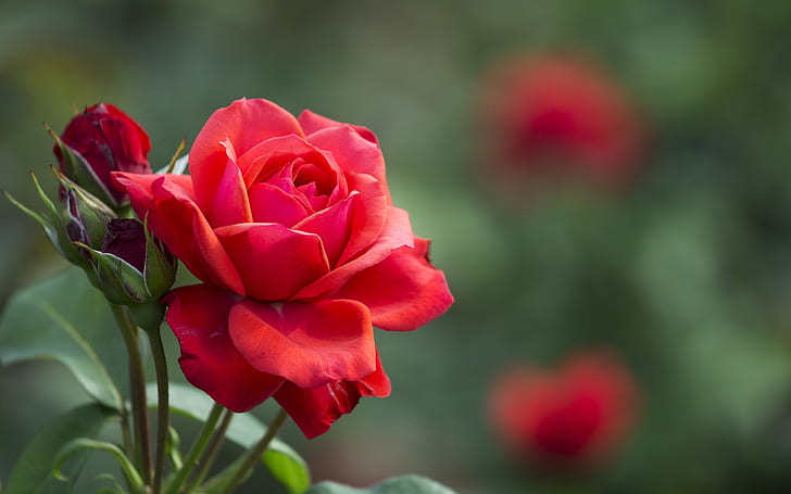 Rosa rossa, boccioli di fiori, foglie, rosso, rosa, fiore, gemme, foglie, Sfondo HD