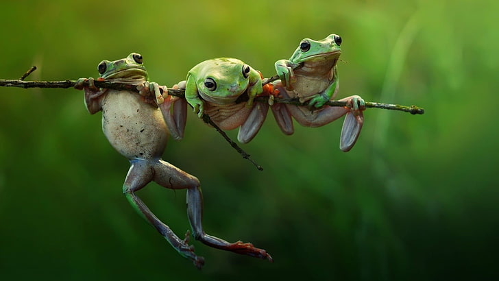 grenouilles vertes, photographie de mise au point sélective de trois grenouilles vertes sur le tronc de l'arbre, grenouille, amphibien, vert, animaux, faune, Fond d'écran HD