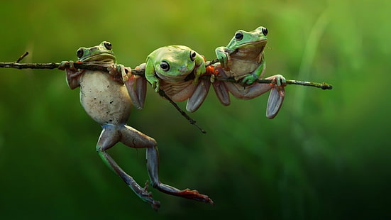 katak hijau, fotografi fokus selektif dari tiga katak hijau pada batang pohon, katak, amfibi, hijau, hewan, margasatwa, Wallpaper HD HD wallpaper