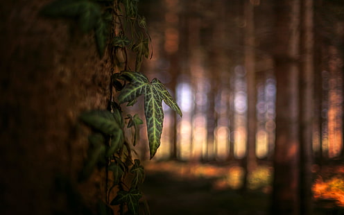 الأوراق الخضراء والنباتات ماكرو الأشجار أوراق العنب، خلفية HD HD wallpaper