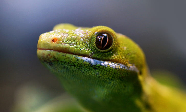 close up photo of green frog, Northland Green Gecko, NZ, close up, photo, green frog, Sony DSLR-A580, Lizard, Nature, wildlife, Orana park, Christchurch, Public Domain, Dedication, CC0, photos, animal, reptile, green Color, close-up, HD wallpaper