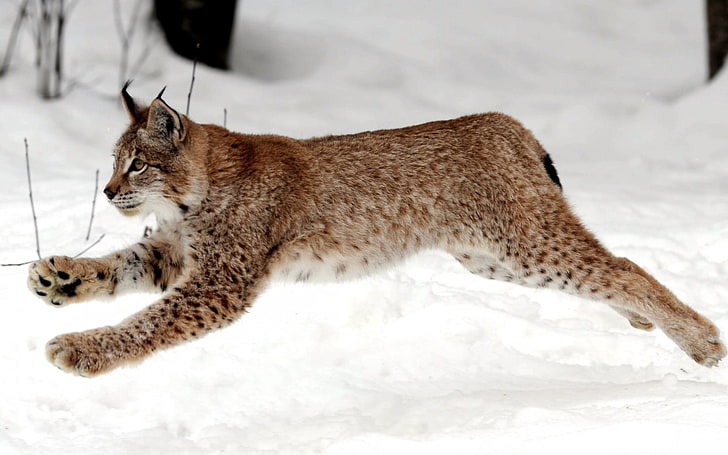 brown lynx, lynx, snow, jump, winter, HD wallpaper