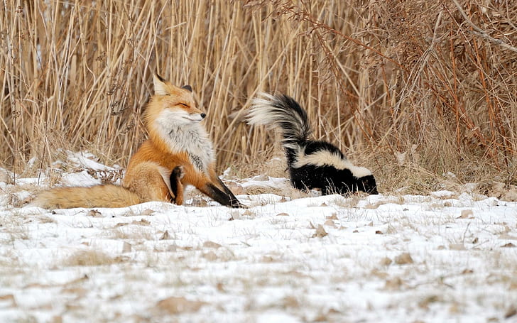Fox sprayed by the skunk, orange fox, animals, 2560x1600, skunk, HD wallpaper