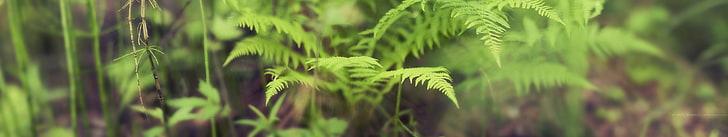 grüne Farnpflanze, Natur, Farne, Schärfentiefe, Mehrfachanzeige, Pflanzen, HD-Hintergrundbild