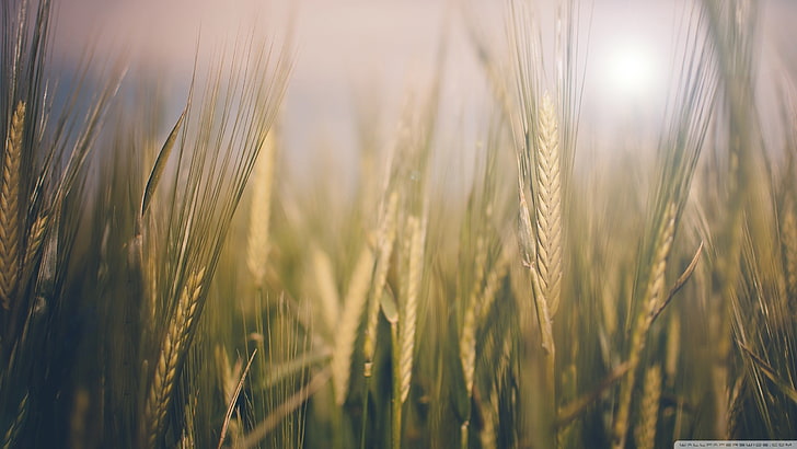 коричневая трава пшеницы, поле коричневого риса, природа, макро, пшеница, растения, HD обои