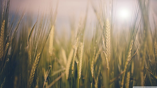 茶色の小麦草、玄米田、自然、マクロ、小麦、植物、 HDデスクトップの壁紙 HD wallpaper
