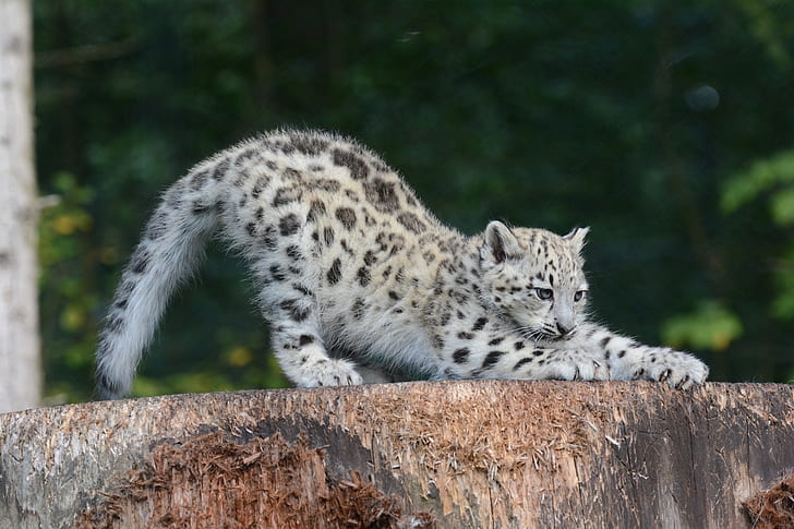 pose, kitty, predator, claws, IRBIS, snow leopard, cub, wild cat, stretching, HD wallpaper