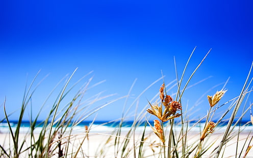 Clear Beach Sky, plaża, czysta, Tapety HD HD wallpaper