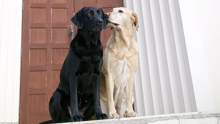 Labrador, Labrador, Schwarz, Tiere, HD-Hintergrundbild