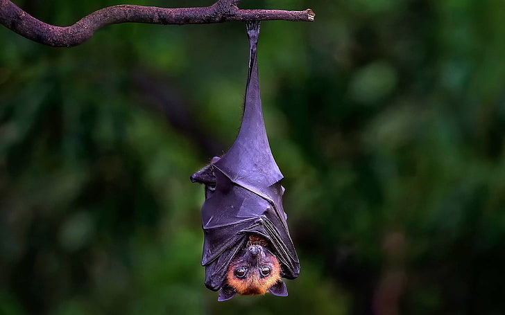 Pipistrello appeso a testa in giù sul ramo, pipistrello nero e marrone, animali, pipistrello, Sfondo HD