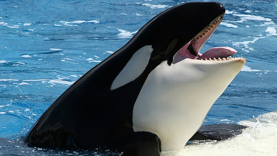 orca, whale, sea, animals, HD wallpaper HD wallpaper