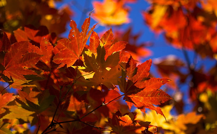 Яркие осенние листья, коричневый и желтый кленовый лист, времена года, осень, листья, яркие, HD обои