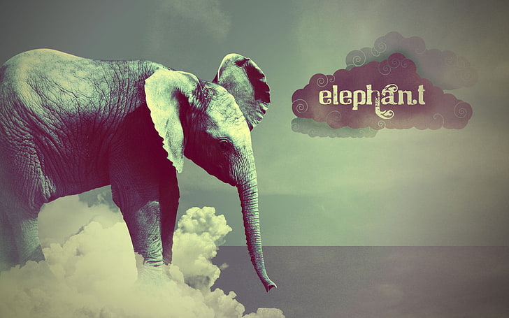 słoń, Tapety HD