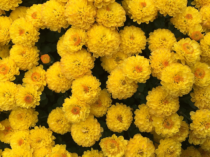 yellow flowers, chrysanthemum, flowers, yellow, HD wallpaper