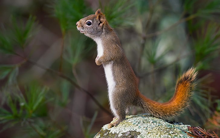 Squirrel standing on the stone, Squirrel, Standing, Stone, HD wallpaper