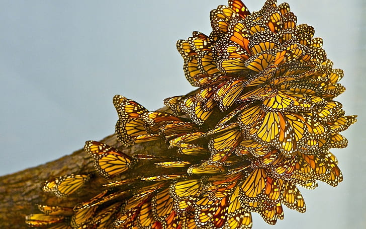 많은 나비, 주황색과 검은 색 나비, 나비, HD 배경 화면