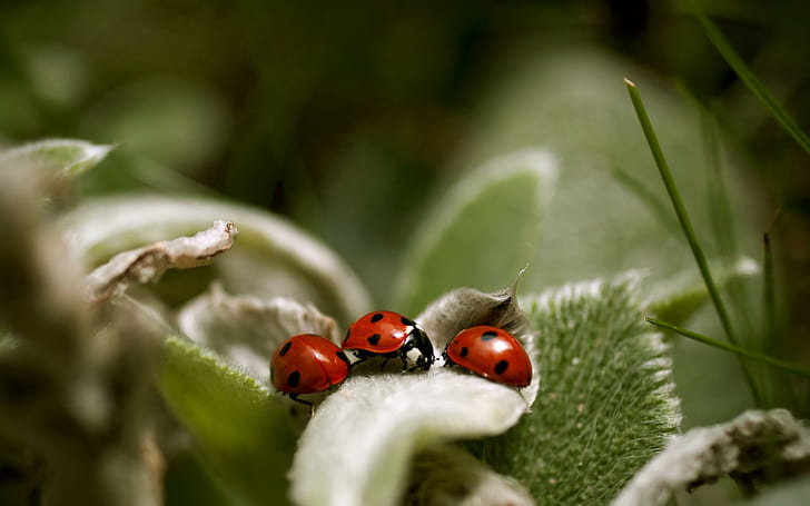 Ladybug Meeting, kepik, alam, daun, daun, kepik, rumput, pertemuan, makro, 3d dan abstrak, Wallpaper HD