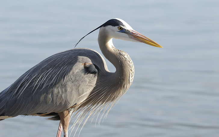 Great Blue Heron Ardea Herodias Big Bird Heron Family Ardeidae, Lives Near The Shores Of Open Water In Wetlands Of North And Central America, The Caribbean And The Galapagos Islands, HD wallpaper