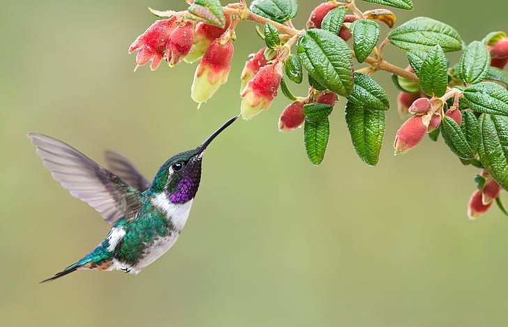 Uccelli, colibrì, uccelli, fiori, fauna selvatica, Sfondo HD