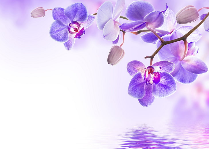 4k, orchidea, fiore, Sfondo HD