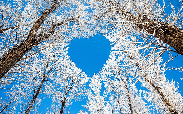 Hiver, arbres, neige, blanc, ciel, coeur d'amour, Hiver, arbres, neige, blanc, ciel, amour, coeur, Fond d'écran HD