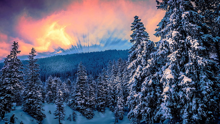 snow-covered pine trees, nature, forest, trees, snow, winter, sunset, HD wallpaper