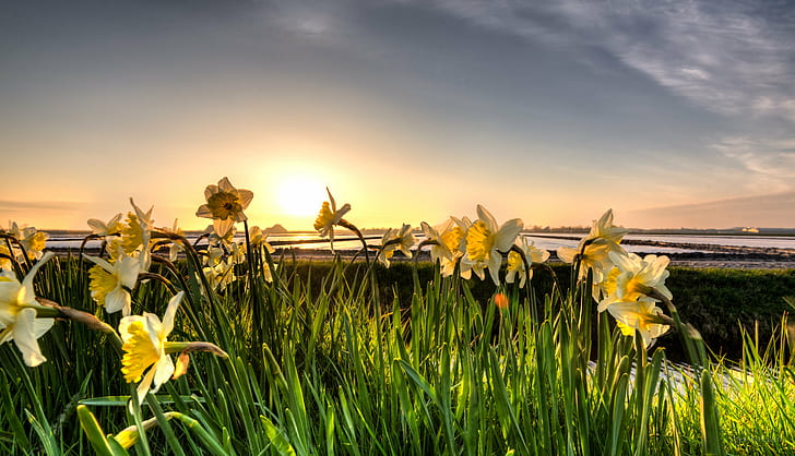 yellow flowers photography, Sunbathing, dreamy, daffodils, yellow, flowers, photography, 35mm, D750, Dutch, skies, HDR, Holland, Low Countries, Nederland, Nikkor, Nikon D750, Noord-Holland, Netherlands, beautiful, bloemen, bright, daffodil, daylight, depth of field, evening, flower  flower, flower fields, flowerbed, fullframe, high dynamic range, landscape photography, licht, light, lucht, narcis, narcissus, nature, natuur, outdoor, plant, polder, serene, sky, spring, sunny, sunset, zon, summer, flower, outdoors, field, sunlight, sun, landscape, rural Scene, meadow, HD wallpaper